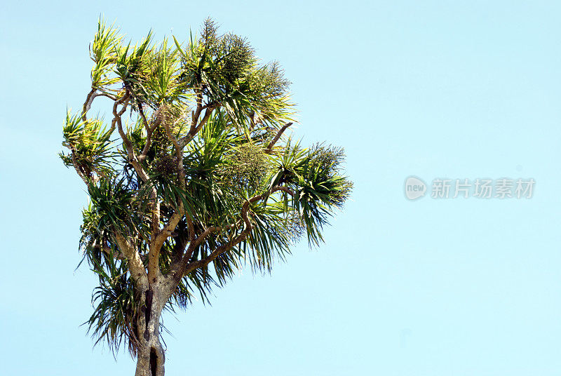 卷心菜树(Cordyline Australis)，新西兰